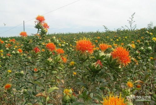 实操方案与禁忌