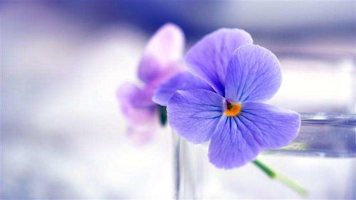 破镜重圆，爱之花语——重拾爱情，玫瑰绽放