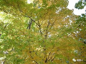 法桐：城市守护者的黄衣裳