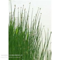 水葱的价格波动