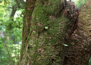 一、 草甘膦是个啥东东
