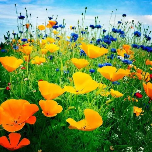 构图与角度的创新