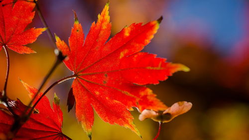 比花还妖的果子精