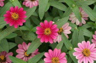 灯笼花草，美得不像话！