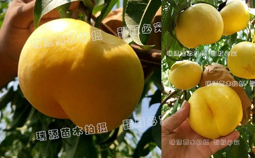 冬桃成熟时间与品种一览：揭秘其市场前景！