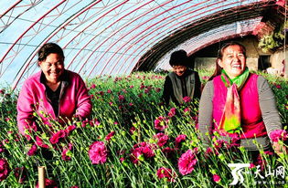 那么春节期间南方湿冷地区适合种哪些耐寒花卉呢？