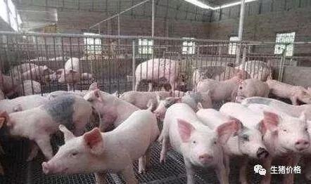 现在生猪市场数据分析下未来养猪行业前景如何？