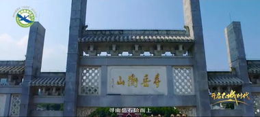 湖南衡阳茶油价格一览：广东茶叶批发新动态！
