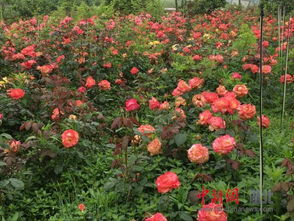 月季花的种类与特点