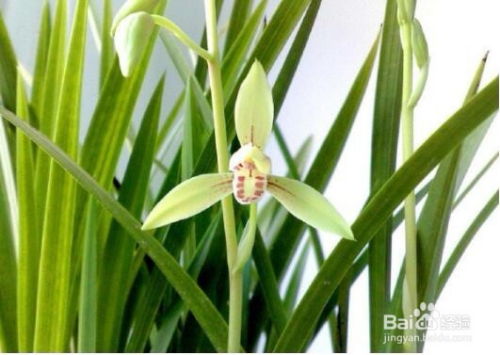 兰花最佳浇水周期，养花必备！