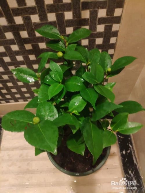 茶花花蕾干枯之谜：揭秘与补救之道