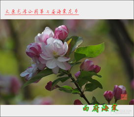 垂丝海棠种子播种时间需气候、土壤等因素综合考虑