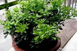 米兰花适合水培种植吗？水培对米兰花的生长有影响吗
