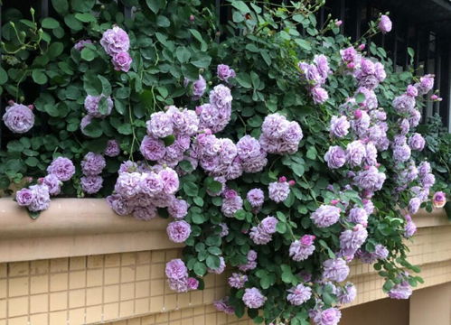 藤本月季的价格