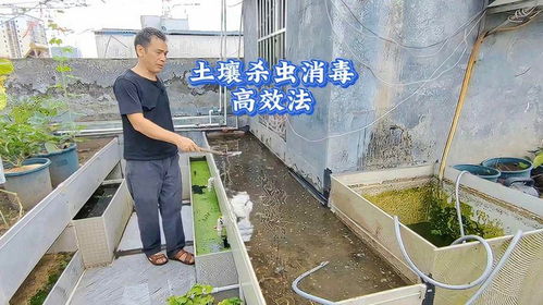 熟石灰更适宜土壤杀虫，正确步骤