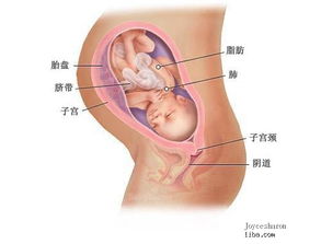 怀孕五个月，孕妇饮食要注意什么？