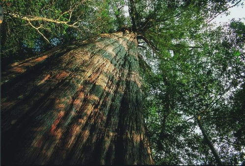 海南岛上的绿色瑰宝——热带宝岛特有的树种