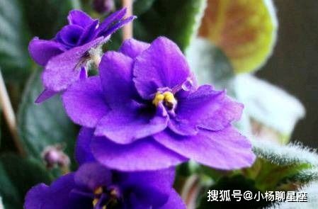 紫罗兰送人，寓意美好
