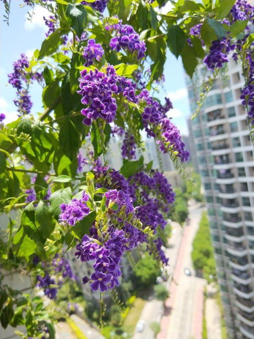 相似品种鉴别要点