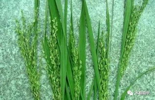 上午8、 9点，下午3、4点，Zui佳时机