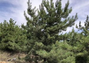 问：黑松和油松有什么区别？