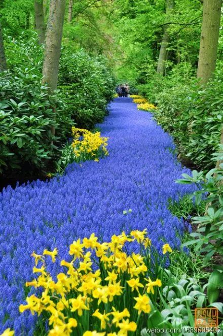 认花三件套：草丛里的蓝色小精灵