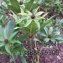 重楼种苗， 中药界的明星