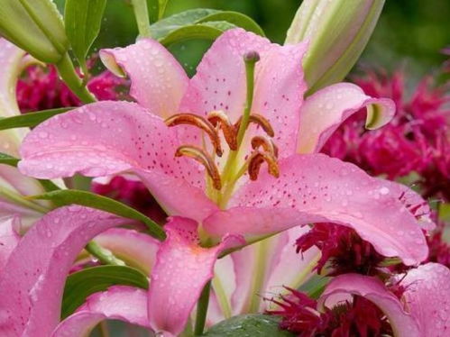 未开百合的价格区间，合理吗？