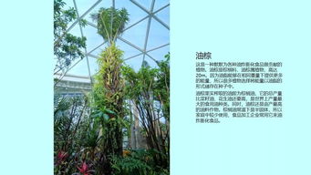 植物在可持续设计中的关键作用