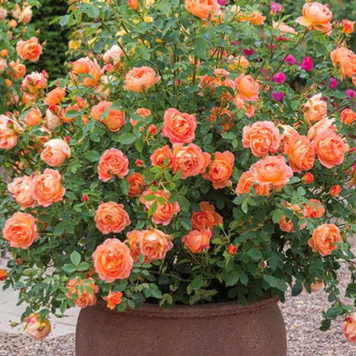 珊瑚果冻， 粉嫩可爱