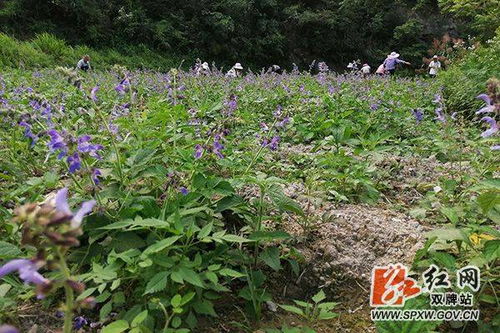 成本控制方案， 技术升级省种有妙招