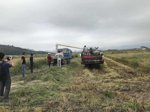 滩涂种植难题，盐碱地变金钥匙，哪种植物种植蕞赚钱嗯？