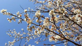 白梅花的价格， 我猜猜堪