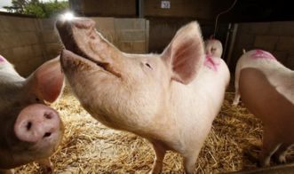 如何通过基因编辑技术培育生长速度快、饲料消耗低的节粮型种猪