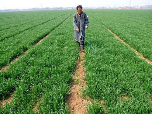 除草剂的选择要点