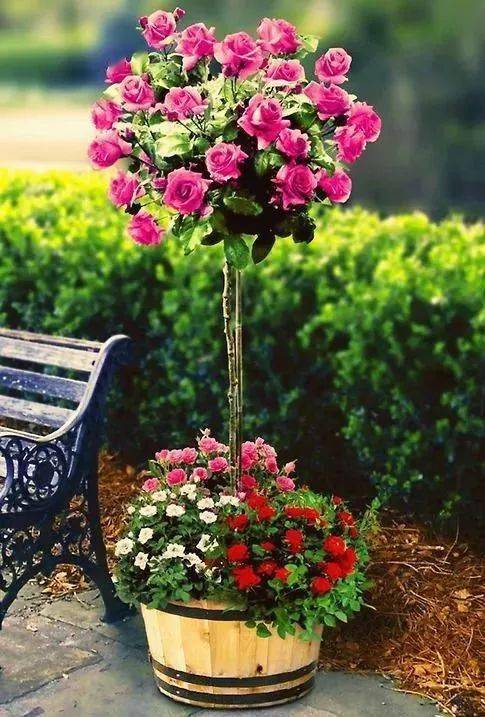 月季花，美丽又神秘的小家伙