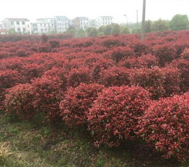 红叶石楠：十年的成长之路