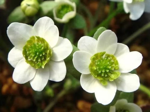 冬日里的花海奇遇