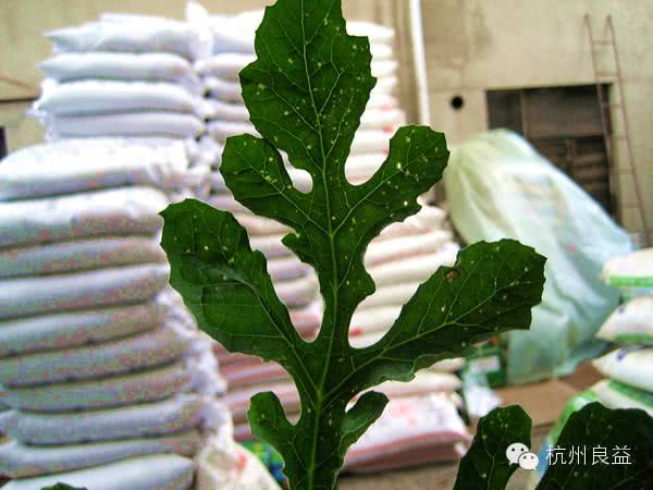 注意事项：合理用药， 平安种植