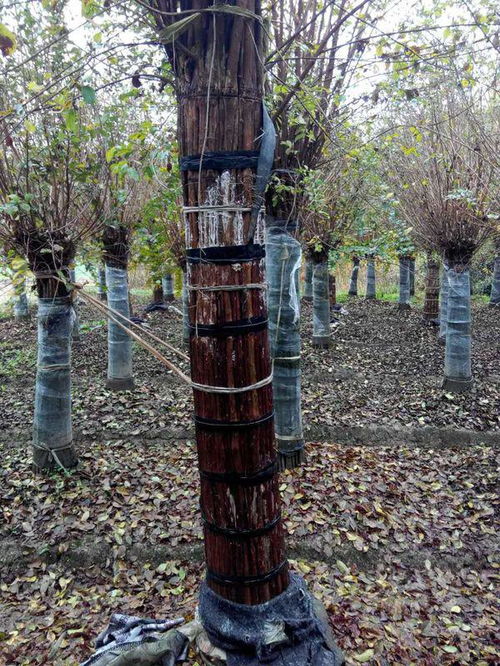 紫微树的价格之谜：10公分紫微树值多少钱？