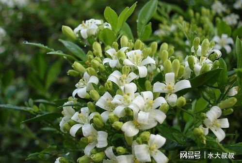 九里香适合深盆还是浅盆种植？哪种种植方法更有利于其生长