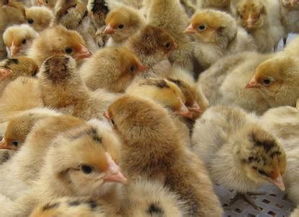 土鸡苗管理需关注生长环境、饲料营养、疾病预防等7个关键点
