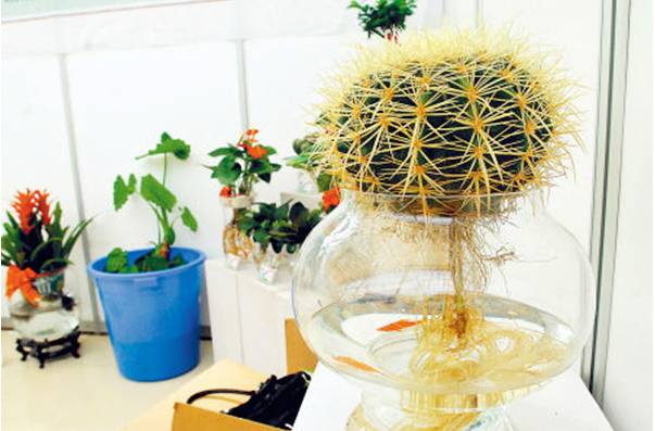 误区一：仙人球越晒越好