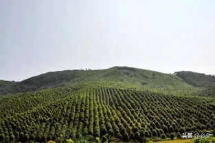 苗木成长， 就像养孩子一样，得用心