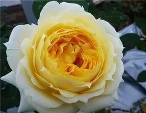 一、英伦节拍月季的优点