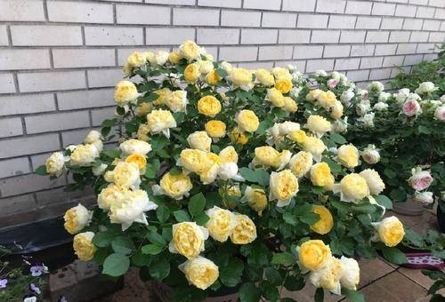 月季界的神秘女神：安索菲比克月季