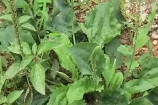 其他品种的考量