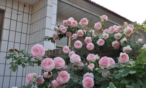 攀爬花儿， 墙角也美丽