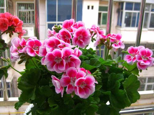 天竺葵：盆栽花之王