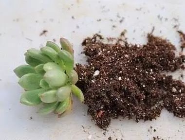 配比一：园土65%，泥炭土、椰糠、椰壳各10%，5%的珍珠岩。